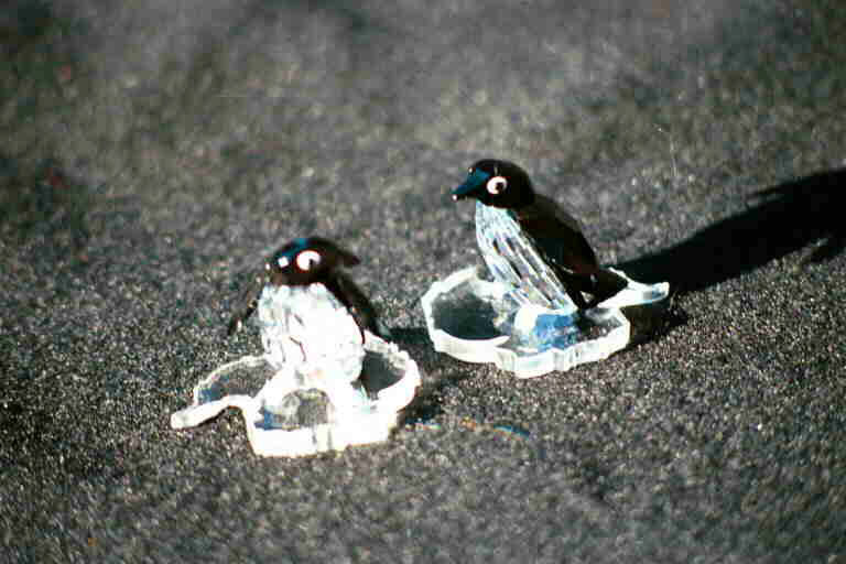 animals1a.jpg (64913 bytes)